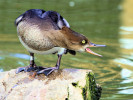 Hooded Merganser (WWT Slimbridge September 2010) - pic by Nigel Key